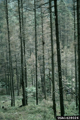 sacred fir looper (Evita hyalinaria hyalinaria) on sacred fir (Abies religiosa ) - 1428026