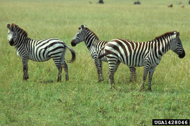 Burchell's zebra, Equus quagga burchellii (Perissodactyla: Equidae) - 1428046