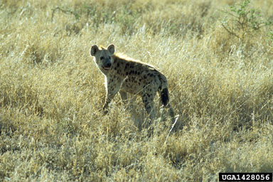 spotted hyena, Crocuta crocuta  (Carnivora: Hyaenidae) - 1428056