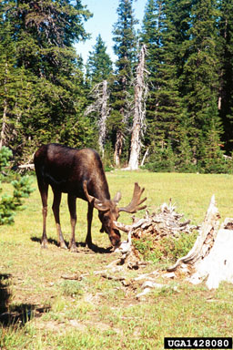 moose, Alces alces  (Artiodactyla: Cervidae) - 1428080