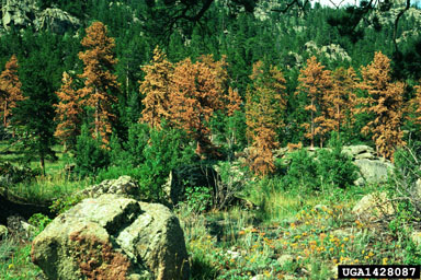 mountain pine beetle (Dendroctonus ponderosae ) on ponderosa pine (Pinus ponderosa ) - 1428087