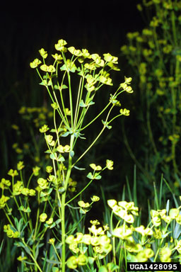 leafy spurge, Euphorbia esula  (Euphorbiales: Euphorbiaceae) - 1428095