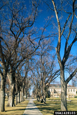 European elm scale (Eriococcus spuria ) on American elm (Ulmus americana ) - 1428103