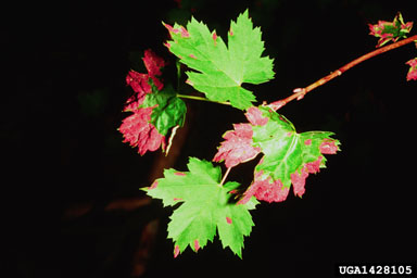 purple erineum maple mite (Eriophyes calcercis ) on Rocky Mountain maple (Acer glabrum ) - 1428105