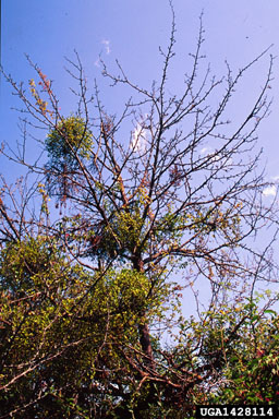 European mistletoe, Viscum album  (Santalales: Viscaceae) - 1428114