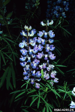 lupine, Lupinus spp.  (Fabales: Fabaceae (Leguminosae)) - 1428126