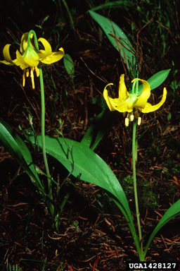 yellow avalanche-lily, Erythronium grandiflorum  (Liliales: Liliaceae) - 1428127