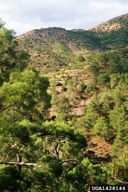 Turkish pine, Pinus brutia  (Pinales: Pinaceae) - 1428144