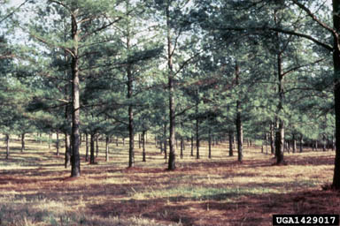 seed orchard/seed production areas on pine (Pinus spp. ) - 1429017
