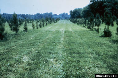 seed orchard/seed production areas on pine (Pinus spp. ) - 1429018