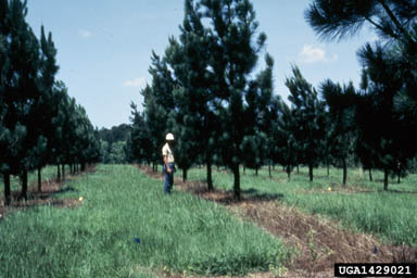 seed orchard/seed production areas on pine (Pinus spp. ) - 1429021