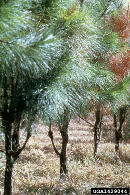 fusiform rust (Cronartium quercuum f.sp. fusiforme) on loblolly pine (Pinus taeda ) - 1429044