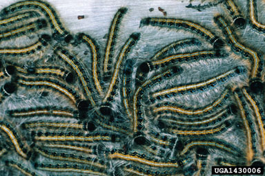eastern tent caterpillar, Malacosoma americanum  (Lepidoptera: Lasiocampidae) - 1430006