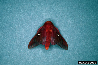 pinkstriped oakworm, Anisota virginiensis  (Lepidoptera: Saturniidae) - 1430032