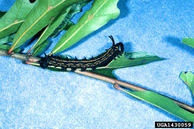 orangestriped oakworm, Anisota senatoria  (Lepidoptera: Saturniidae) - 1430059