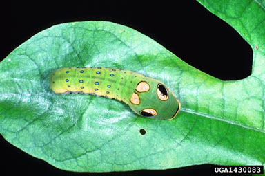 spicebush swallowtail, Papilio troilus  (Lepidoptera: Papilionidae) - 1430083
