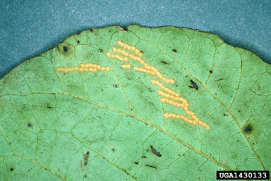 white flannel moth, Norape ovina  (Lepidoptera: Megalopygidae) - 1430133