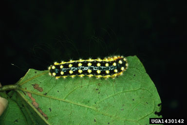 white flannel moth, Norape ovina  (Lepidoptera: Megalopygidae) - 1430142
