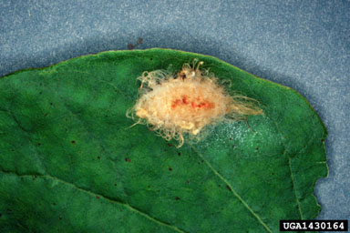puss caterpillar, Megalopyge opercularis  (Lepidoptera: Megalopygidae) - 1430164