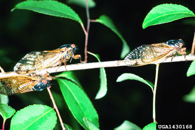 periodical cicada, Magicicada septendecim  (Hemiptera: Cicadidae) - 1430168