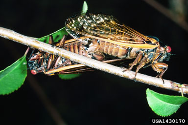 periodical cicada, Magicicada septendecim  (Hemiptera: Cicadidae) - 1430170