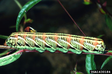 banded sphinx, Eumorpha fasciata  (Lepidoptera: Sphingidae) - 1430184