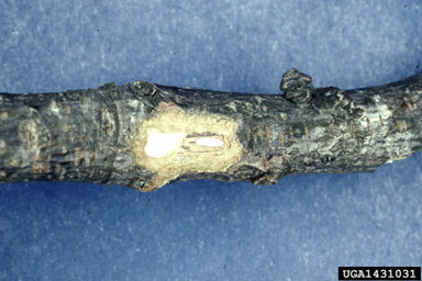 twig girdler, Oncideres cingulata  (Coleoptera: Cerambycidae) - 1431031