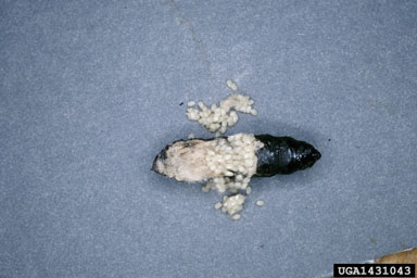 bagworm, Thyridopteryx ephemeraeformis  (Lepidoptera: Psychidae) - 1431043