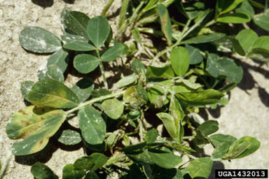 Tomato Spotted Wilt Virus (Tospovirus TSWV ) on peanut (Arachis hypogaea ) - 1432013
