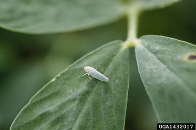 potato leafhopper (Empoasca fabae ) on peanut (Arachis hypogaea ) - 1432017