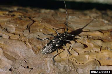 sawyer beetle, Monochamus sartor  (Coleoptera: Cerambycidae) - 1433011