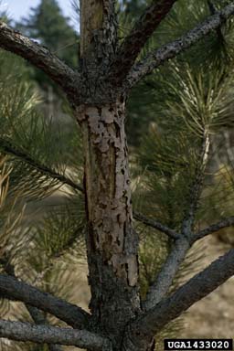 small banded pine weevil (Pissodes castaneus ) on Austrian pine (Pinus nigra ) - 1433020