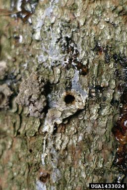 great spruce bark beetle, Dendroctonus micans  (Coleoptera: Curculionidae) - 1433024