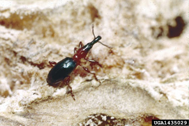 sweetpotato weevil, Cylas formicarius  (Coleoptera: Brentidae) - 1435029