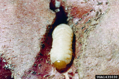 sweetpotato weevil, Cylas formicarius  (Coleoptera: Brentidae) - 1435030