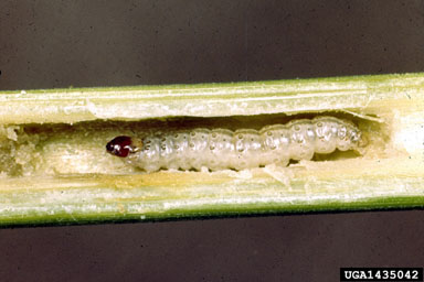 European corn borer, Ostrinia nubilalis  (Lepidoptera: Crambidae) - 1435042