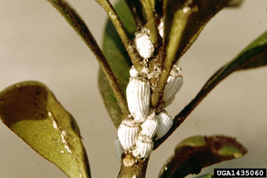 cottony cushion scale, Icerya purchasi  (Hemiptera: Margarodidae) - 1435060