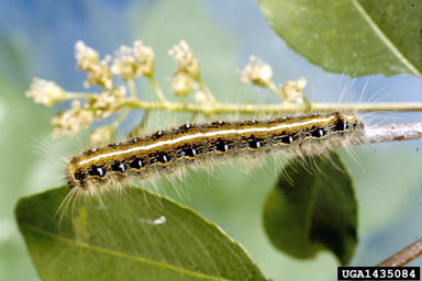 eastern tent caterpillar, Malacosoma americanum  (Lepidoptera: Lasiocampidae) - 1435084