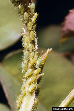 aphids,    (Hemiptera: Aphididae) - 1435125
