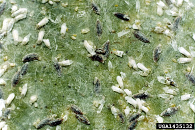 tea scale, Fiorinia theae  (Hemiptera: Diaspididae) - 1435132