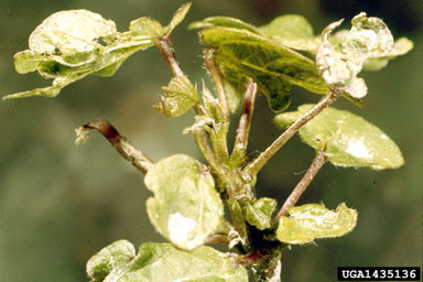 flower thrips (Frankliniella spp. ) on cotton (Gossypium hirsutum ) - 1435136