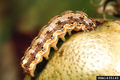bollworm (Helicoverpa zea ) on cotton (Gossypium hirsutum ) - 1435145