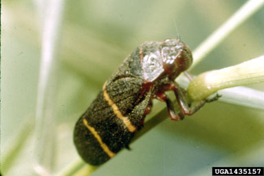 twolined spittlebug, Prosapia bicincta  (Hemiptera: Cercopidae) - 1435157