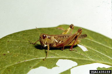 redlegged grasshopper, Melanoplus femurrubrum  (Orthoptera: Acrididae) - 1435159