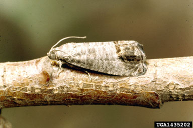 codling moth, Cydia pomonella  (Lepidoptera: Tortricidae) - 1435202