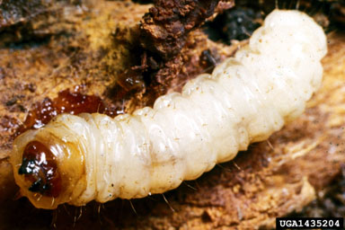 peachtree borer, Synanthedon exitiosa  (Lepidoptera: Sesiidae) - 1435204
