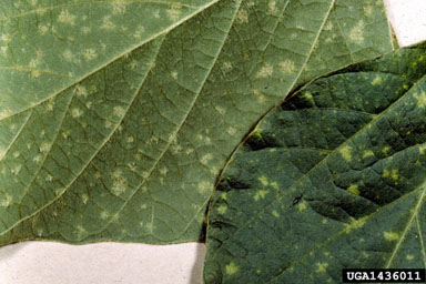 downy mildew (Peronospora manshurica ) on soybean (Glycine max ) - 1436011