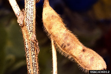 pod and stem blight (Diaporthe phaseolorum var. sojae) on soybean (Glycine max ) - 1436012