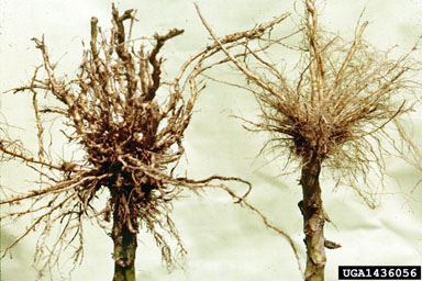 nematodes on flue-cured tobacco (Nicotiana tabacum (flue-cured type)) - 1436056