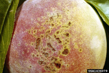 bacterial spot of stone fruits (Xanthomonas arboricola pv. pruni) on peach (Prunus persica ) - 1436079